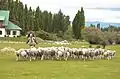 Moutons en Argentine. Le pays est le 11e producteur de laine au monde.