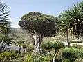 Dracaena draco, Icod de los Vinos, Tenerife