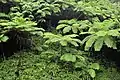 Cyathea arborea