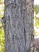 Écorce d'un vieux tronc