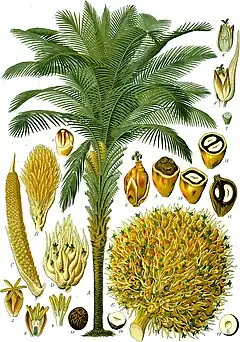 Description de l'image Elaeis_guineensis_-_Köhler–s_Medizinal-Pflanzen-056.jpg.