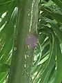 Base du limbe d'une feuille de Elaeis oleifera (population de Guyane)