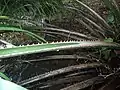Pétiole épineux de Elaeis oleifera (population de Guyane)