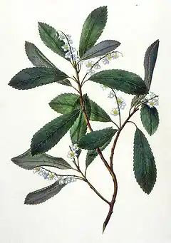 Description de l'image ElaeocarpusDentatus.jpg.