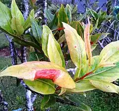 Elaeocarpus_bojeri_-foliage_-_Mauritius