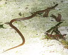 Photo couleur d'un serpent marron tacheté de noir, rampant sur un sol rocheux plat et blanc, parsemé de végétaux verts.