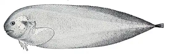 Elassodiscus tremebundus