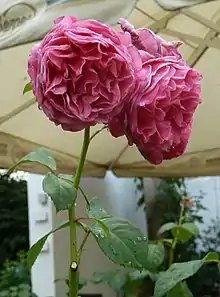 Rose 'Elbflorenz' (Florence de l'Elbe), nommée 'Line Renaud' en France ; à la roseraie de Dresde, après une pluie estivale.