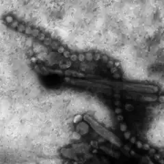 Description de l'image Electron micrograph of Influenza A H7N9.png.