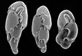 Foraminifères vus au microscope électronique