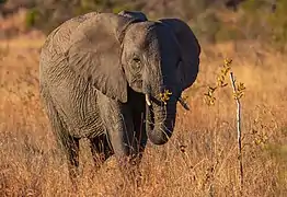 Un éléphant de savane d'Afrique dans le Parc national Kruger.
