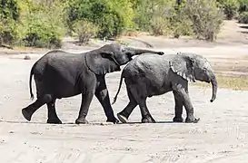 Bébés éléphants de savane d'Afrique dans le parc national de Chobe au Botswana.