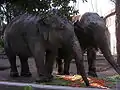 des éléphants d'Asie