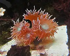 Description de l'image Elegance-coral-catalaphyllia-jardinei.jpg.