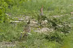 Description de l'image Elegant Quail - Sinaloa - Mexico S4E0508 (15524366506).jpg.