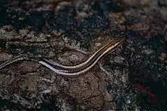 Description de l'image Elegant Snake-eyed Skink (Cryptoblepharus pulcher) (9934806375).jpg.