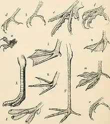 Différentes pattes d'oiseaux.