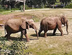 À gauche un éléphant de savane d'Afrique (Loxodonta africana), à droite un éléphant d'Asie (Elephas maximus).