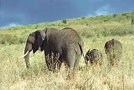 Éléphante avec ses deux jeunes.
