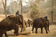 Entraînement d'éléphants en Thaïlande (1992).