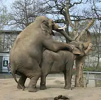 Lordose chez les éléphantidés