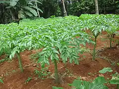 Cambarre de Java (Amorphophallus paeoniifolius).