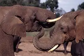 La trompe d'un éléphant dans la bouche d'un autre.