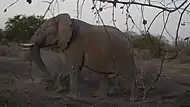 Elephant au Parc national de Zakouma