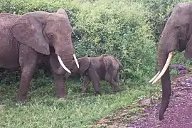 Une famille d'éléphants de savane d'Afrique en Tanzanie.