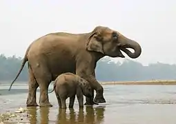 Une mère et son petit dans le parc national de Chitawan, Népal.