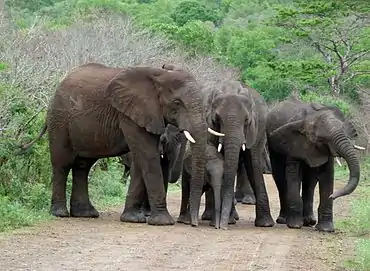 Eléphants : sur la piste, mâles et femelles protègent les petits