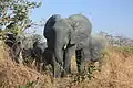 Loxodonta africana (éléphant d'Afrique).