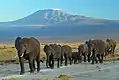 Troupeau d'éléphants avec le Kilimandjaro en toile de fond.