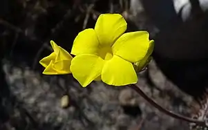 Fleur de Pachypodium Rosulatum Gracilius.