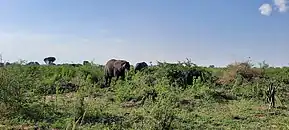 Savane du Queen Elizaeth National Park (Ouganda)