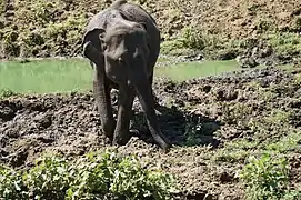 Elephas maximus dans le parc national de Uda Walawe au Sri Lanka