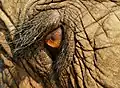 Œil d'éléphant d'Asie (pupille circulaire)