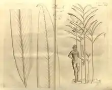 gravure représentant, à gauche une feuille de cardamome, à droite plusieurs pieds avec un homme en pagne.