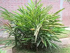 Plant d’Elettaria cardamomum.