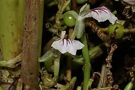 Fleur et fruit