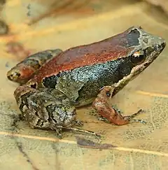 Description de l'image Eleutherodactylus bilineatus 02.jpg.