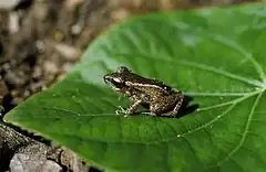 Description de l'image Eleutherodactylus cuneatus04.jpg.