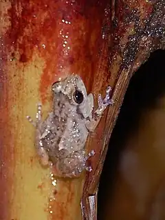 Description de l'image Eleutherodactylus diastema, Costa Rica.JPG.