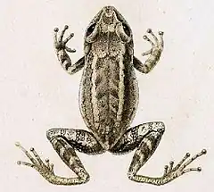 Description de l'image Eleutherodactylus oxyrhyncus in Erpétologie Générale plate 89.jpg.