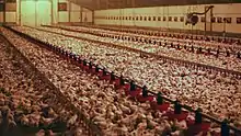 Un élevage de poulets standard en France en 2017.