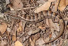 Description de l'image Elgaria kingii (Arizona Alligator Lizard) (6881124368).jpg.