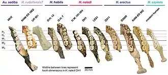 Comparaison de côtés droits des mandibules de divers Hominina, Australopithecus sediba étant le premier à partir de la gauche de l'image.
