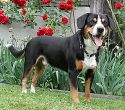 Bouvier de l'Entlebuch