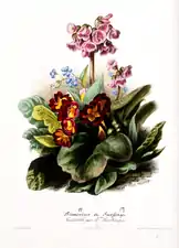 Espèces de primevère et de saxifraga.