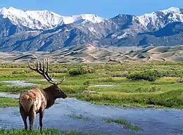 Wapiti des montagnes Rocheuses, 2009.